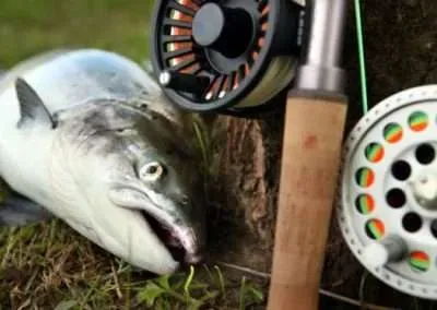 Salmon runs. The Foxford Fishery offers excellent salmon angling throughout the season.